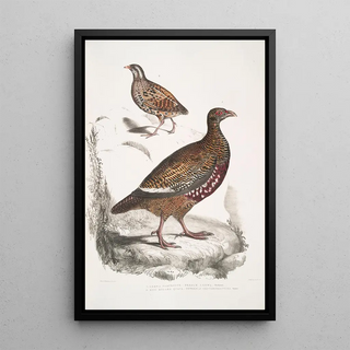 John Edward Gray - 1 Lerwa Partridge Perdix Lerwa 2 Red Billed Quail Coturnix erythrorhyncha erythroryncha.webp