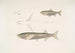 Carpe Morar Cyprinus Morar 2 Carpe Cora Cyprinus Cora - John Edward Gray — vista dell’opera