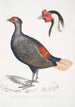 Faisan huppé à queue rousse Euplocomus erythrothalmus 2 Tête de faisan huppé argenté Euplocomus Nycthemerus - John Edward Gray — vista dell’opera