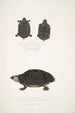 Tortue tachetée Emys Guttata Emys Hamiltonii 2 Tortue à cou épais Emys crassicollis - John Edward Gray — vista dell’opera
