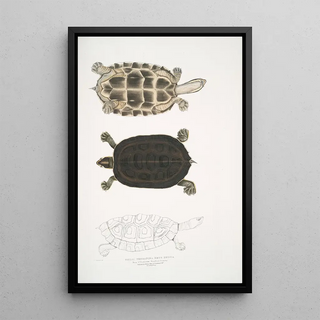 John Edward Gray - 1 Thugi Terrapin Emys Thugi.webp