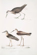Bécasseau à queue blanche Totanus leucurus 2 Bécasseau allié Totanus affinis 3 Bécassine de Cawnpore Totanus Lathami - John Edward Gray — vista dell’opera