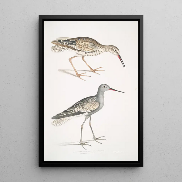 John Edward Gray - Ash Headed Snipe Totanus fuscus.webp