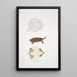 John Edward Gray - Baska Terrapin Emys Baska.webp