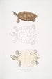 Tortue Batagur Emys Batagur - John Edward Gray — vista dell’opera