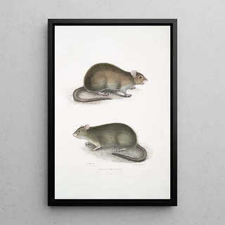 John Edward Gray - Bengal Field Rat Arvicola Bengalensis.webp