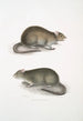 Rat des champs du Bengale Arvicola Bengalensis - John Edward Gray — vista dell’opera