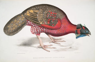 John Edward Gray - Bengal Horned Pheasant Satyra Lathami.webp