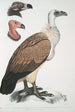 Vautour du Bengale Vultur Bengalensis 1 Tête de Vultur Pondicherianus 2 Tête de Vultur monarchus monachus - John Edward Gray — vista dell’opera