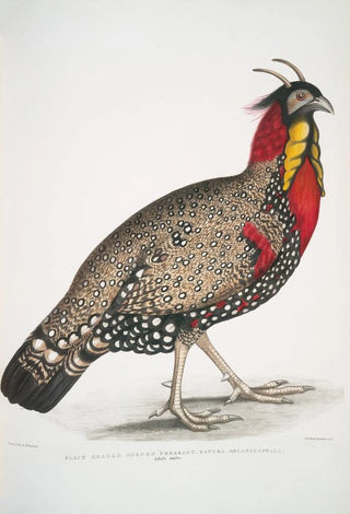 John Edward Gray - Black head Horned Pheasant Satyra melanocephala Adult male.webp