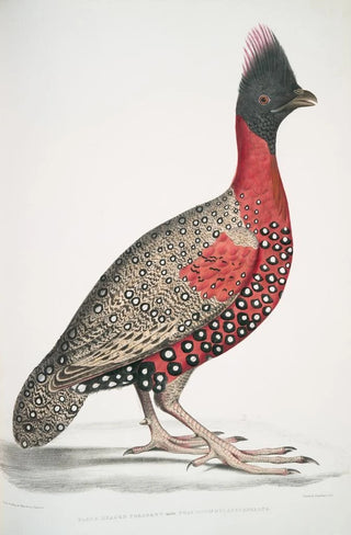 John Edward Gray - Black headed Pheasant Phasianus melanocephalus Young male of former.webp