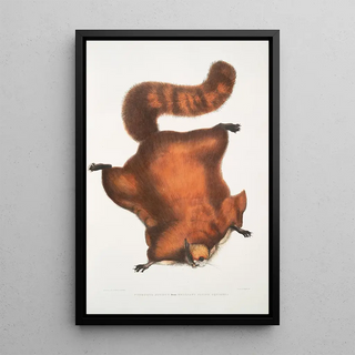 John Edward Gray - Brilliant Flying Squirrel Pteromys nitidus.webp