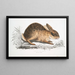 Lepre cinese Lepus Sinensis - John Edward Gray — quadro incorniciato alla parete