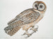 Hibou cinese Strix sinensis - John Edward Gray — vista dell’opera