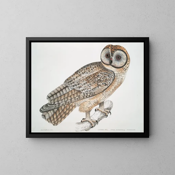 Hibou cinese Strix sinensis - John Edward Gray — quadro incorniciato alla parete