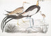 Parra cinese Parra sinensis 1 adulto 2 giovani 3 pulcino appena uscito - John Edward Gray — vista dell’opera