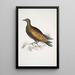 Pigeon tippeté cinese Columba Gouldioe - John Edward Gray — quadro incorniciato alla parete