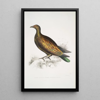 John Edward Gray - Chinese Tippeted Pigeon Columba Gouldioe.webp