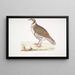 Perdrix choukar Perdix chukar India dimensione naturale - John Edward Gray — quadro incorniciato alla parete