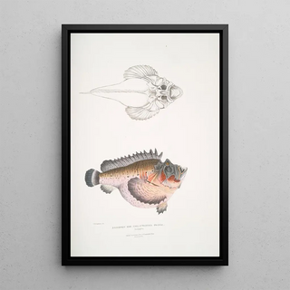 John Edward Gray - Deformed Hog Fish Synanaceia grossa Singapore.webp