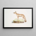 Volpe del Doab Canis Vulpes rufescens femmina - John Edward Gray — quadro incorniciato alla parete