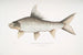 Carpe rocheuse falciforme Cyprinus Bangana falcata - John Edward Gray — vista dell’opera