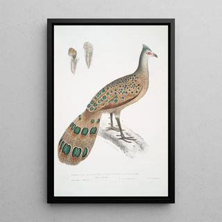 John Edward Gray - Hardwickes Polyplectron Polyplectron Hardwickii.webp