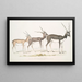 Antilope indiana Antilope cervicapra 1 Giovane a gennaio 1822 2 stesso individuo fine ottobre 1823 3 adulto - John Edward Gray — quadro incorniciato alla parete