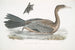 Cormoran javanais Crabo Carbo Javannica - John Edward Gray — vista dell’opera