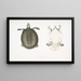 Trionyx javanais - John Edward Gray — quadro incorniciato alla parete