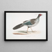 Faisan nepalese a strisce Phasianus Hamiltonii - John Edward Gray — quadro incorniciato alla parete