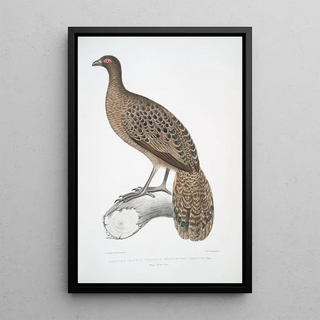 John Edward Gray - Lineated Peacock Pheasant Polyplectron lineatum.webp