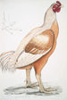 Coq de Malabar Gallus gigantea taille naturale - John Edward Gray — vista dell’opera