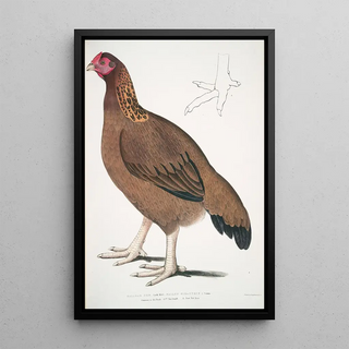 John Edward Gray - Malabar Hen Gallus giganteus Common in Doab.webp