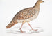 Faisan Cornu del Nepal, Satyra Nepaulensis Femmina - John Edward Gray — vista dell’opera