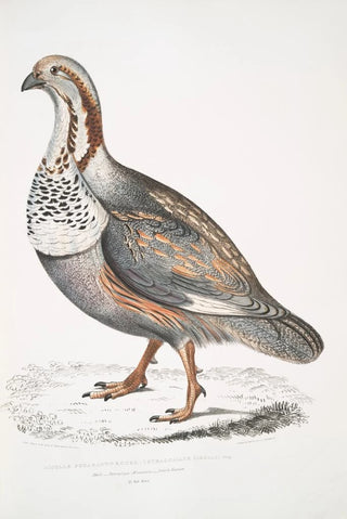 John Edward Gray - Nigells Pheasant Grouse Tetraogallus Nigellii Adult Hamalaya Mountains.webp