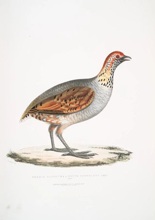 John Edward Gray - Olive Partridge Perdix olivacea.webp