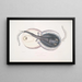 Trygon ornato, Trygon ornatus, Singapore - John Edward Gray — quadro incorniciato alla parete