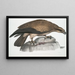 Aigle pêcheur uni Halitus unicolor - John Edward Gray — quadro incorniciato alla parete