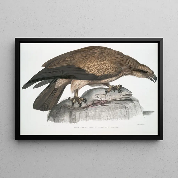 John Edward Gray - Plain Fishing Eagle Halitus unicolor.webp