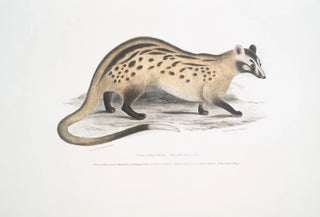 John Edward Gray - Prehensile Paradoxurus Paradoxurus prehensilis.webp