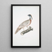 Faisan Pucras Phasianus Pucrasia - John Edward Gray — quadro incorniciato alla parete