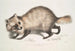 Cane con faccia di procione Canis procyonoides Cina - John Edward Gray — vista dell’opera