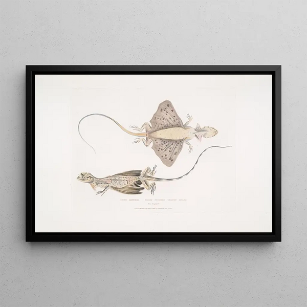 John Edward Gray - Short Puched Dragon Draco abreviata From Singapore.webp