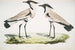 Pluvier à Ailes Éperonnées Charadrius ventralis Maschio e Femmina - John Edward Gray — vista dell’opera