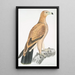 Aigle fauve Aquilla fulvescens - John Edward Gray — quadro incorniciato alla parete