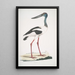 Jabiru Tetaar Ciconia Mycteria Australis - John Edward Gray — quadro incorniciato alla parete