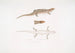 Tiliqua a tre bande Tiliqua trivittata - John Edward Gray — vista dell’opera