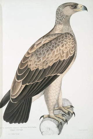 John Edward Gray - White Dotted Eagle Aquilla punctata.webp