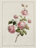 Rose della provincia del cavolo - John Edwards — vista dell’opera